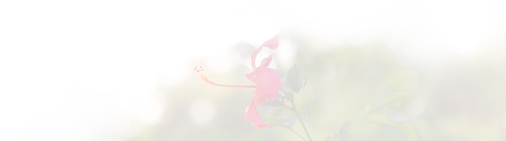 花の背景イメージ